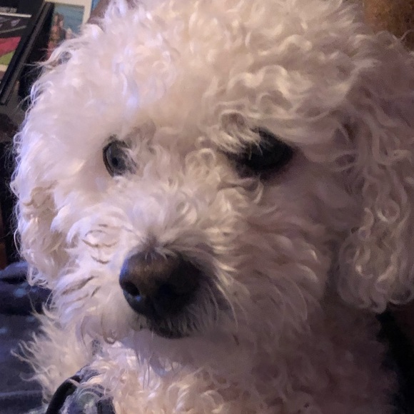 buddyboobear